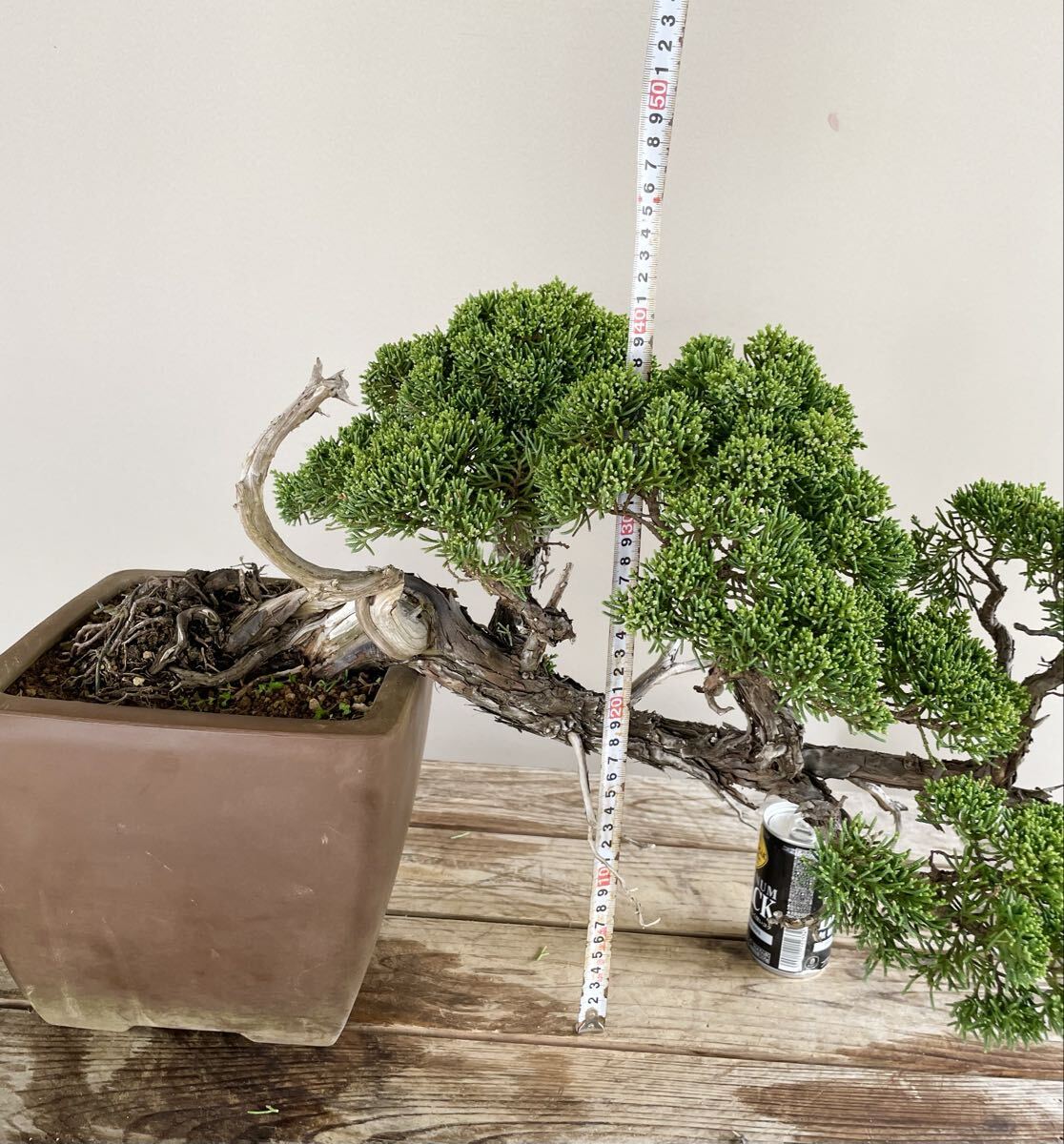 真柏 半懸崖 シンパク 中品盆栽 素材 観葉植物黒松赤松糸魚川真柏
