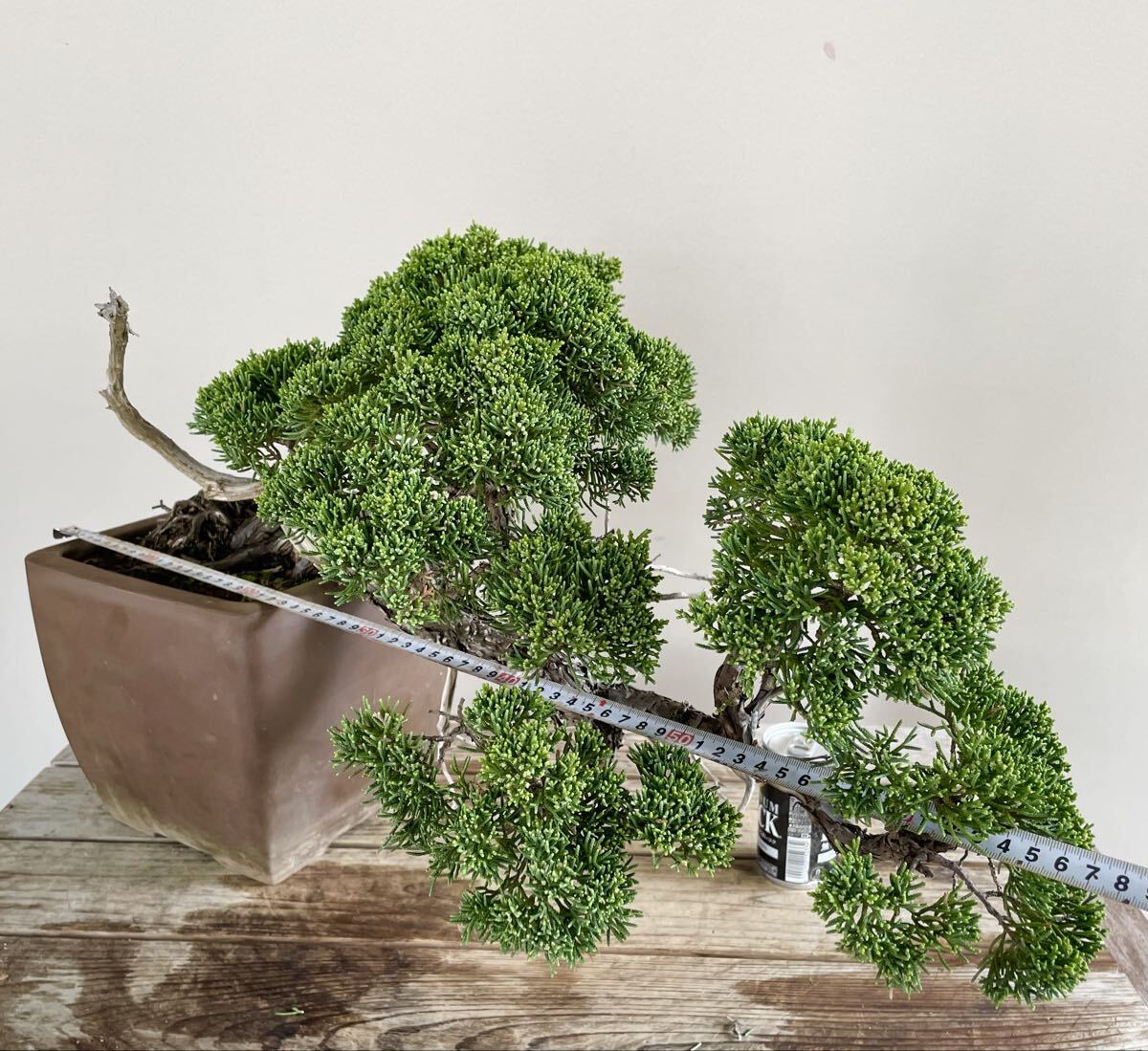 真柏 半懸崖 シンパク 中品盆栽 素材 観葉植物黒松赤松糸魚川真柏