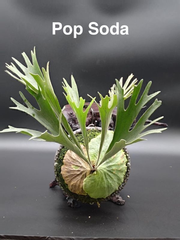 POP SODA (TC)(ベイチーAR 陽炎× リドレイパカラン) ビカクシダ Frontier Plants】【現品】ビカクシダ・ポップソーダ（ポップソダ