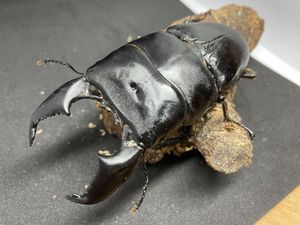 スマトラオオヒラタ　幼虫5頭　大型優良血統 スマトラオオヒラタ 幼虫のYahoo!オークション(旧ヤフオク!)の相場