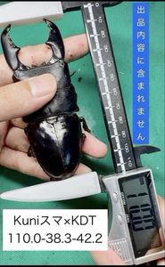 スマトラオオヒラタ 幼虫のYahoo!オークション(旧ヤフオク!)の相場