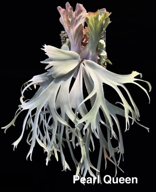 Frontier Plants】【現品】ビカクシダ・パールクイーン 組織培養