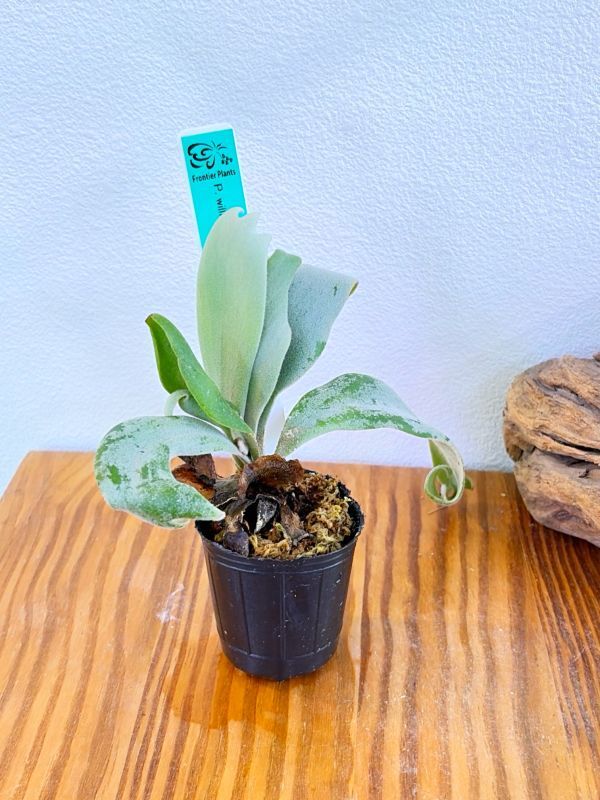 Frontier Plants】【現品】ビカクシダ・パールクイーン 組織培養