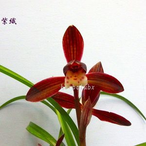 春蘭 日本春蘭のYahoo!オークション(旧ヤフオク!)の相場・価格を見る