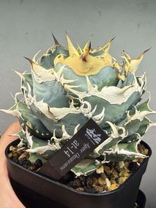 観葉植物 【現地球TC】2 オアハカ オテロイ ドワーフコンパクト TC