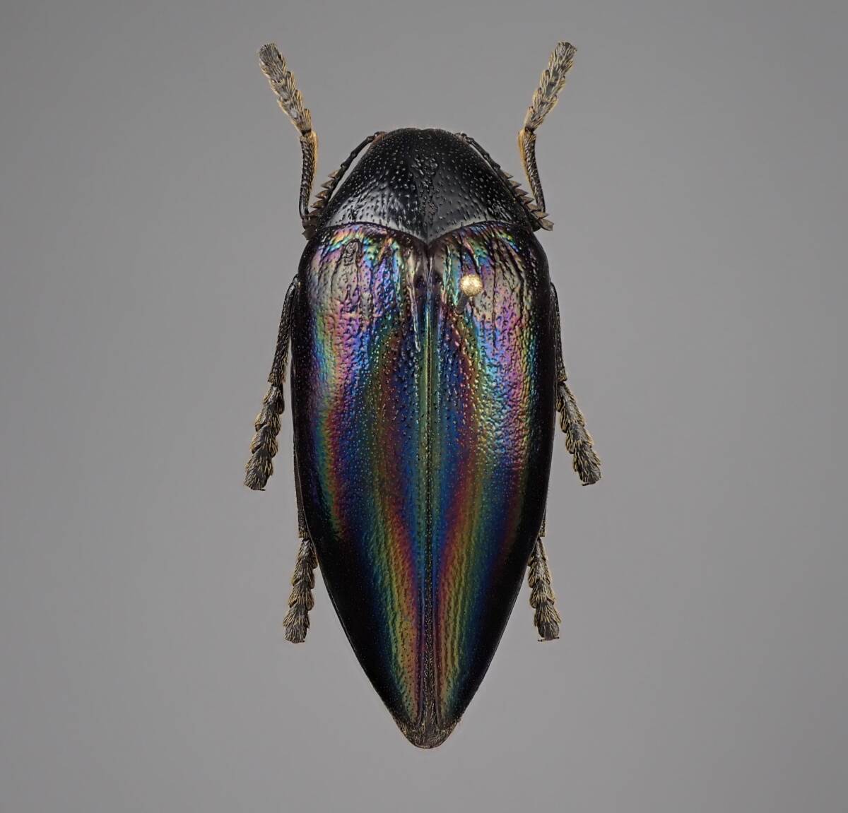ザイール産 ニジイロフトタマムシ Sternocera iris 34.5mm 標本 の入札