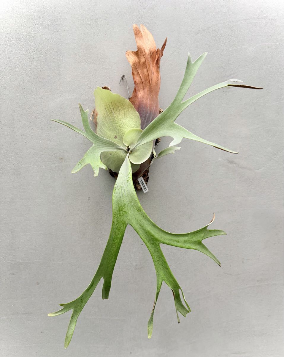 P. willinckii 'Anapat #1' ウィリンキー アナパット【vandaka