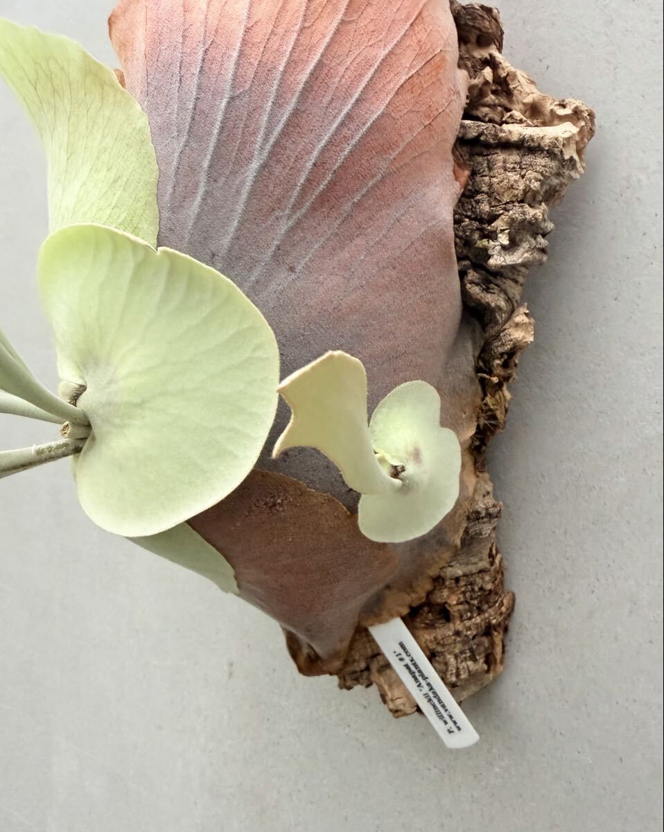 P. willinckii 'Anapat #1' ウィリンキー アナパット【vandaka