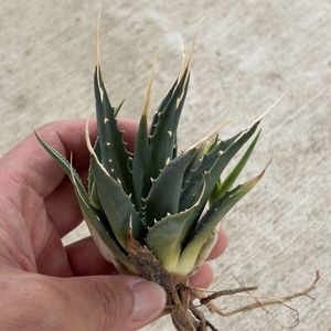 アガベ エボリスピナの値段と価格推移は？｜2158件の売買データから
