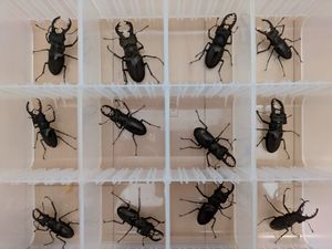 ミヤマクワガタ ♀の値段と価格推移は？｜876件の売買データから