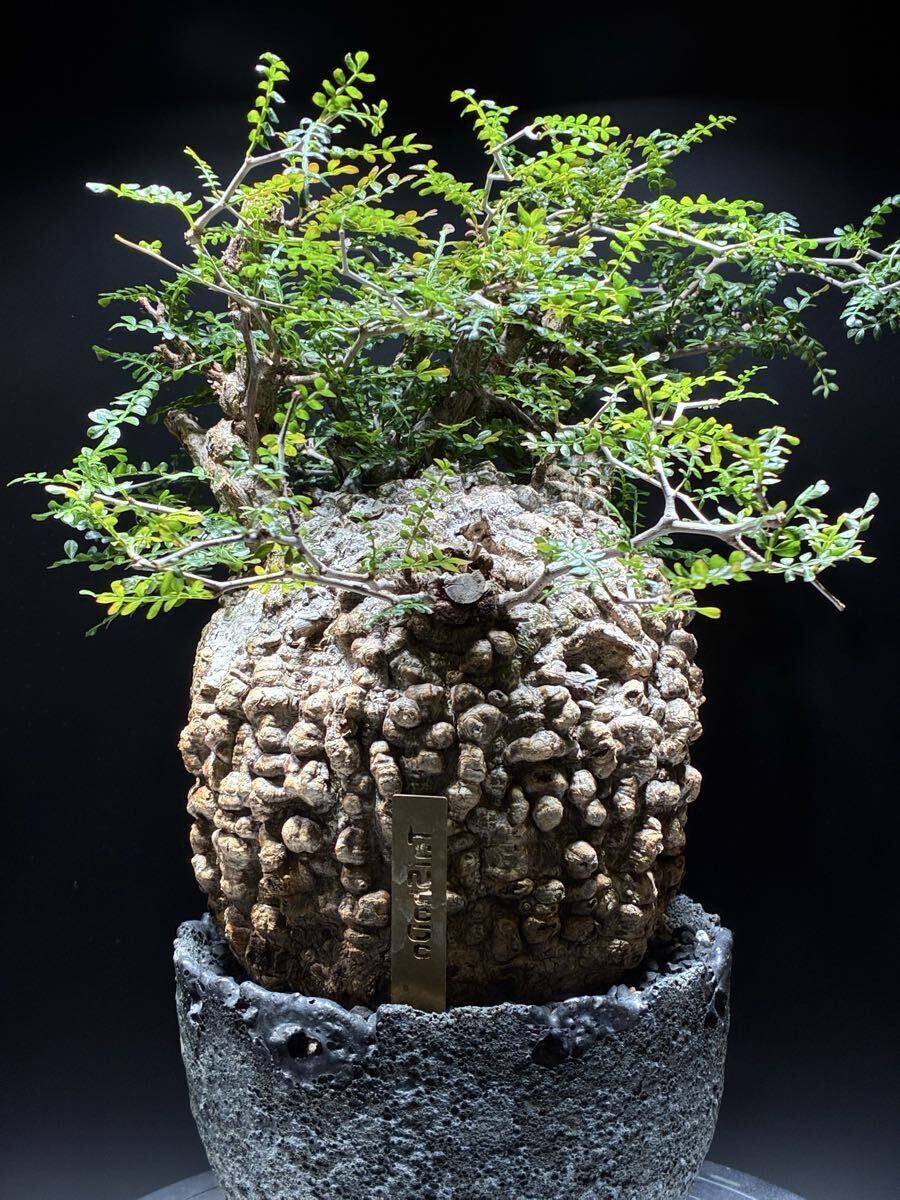 塊根植物 まとめ売り 塊根植物の値段と価格推移は？｜26113件の売買データから塊根植物の