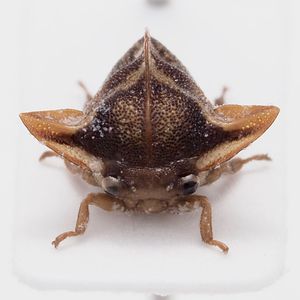 ツノゼミの値段と価格推移は？｜2件の売買データからツノゼミの価値が