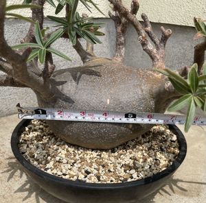 パキポディウム グラキリスの値段と価格推移は？｜5764件の売買データ