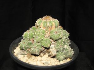 サボテン 花籠の値段と価格推移は？｜33件の売買データからサボテン 花