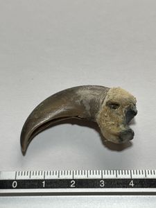 クマの爪の値段と価格推移は？｜55件の売買データからクマの爪の価値が