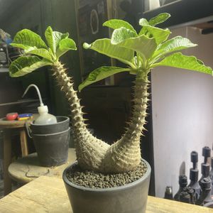 塊根植物の値段と価格推移は？｜26113件の売買データから塊根植物の