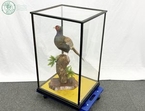キジ 剥製の値段と価格推移は？｜8件の売買データからキジ 剥製の価値