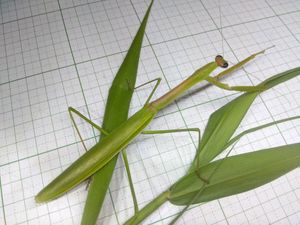 カマキリのYahoo!オークション(旧ヤフオク!)の相場・価格を見る｜Yahoo