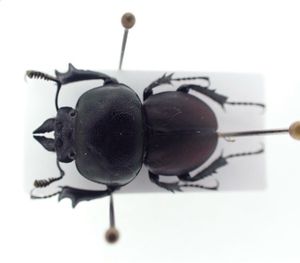 昆虫 標本の値段と価格推移は？｜532件の売買データから昆虫 標本の