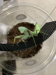 カマキリのYahoo!オークション(旧ヤフオク!)の相場・価格を見る｜Yahoo