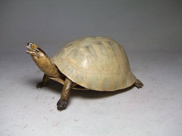 白い甲羅 亀の剥製 鼈甲羅海亀タイマイべっ甲 A 科学 自然 売買されたオークション情報 Yahooの商品情報をアーカイブ公開 オークファン Aucfan Com