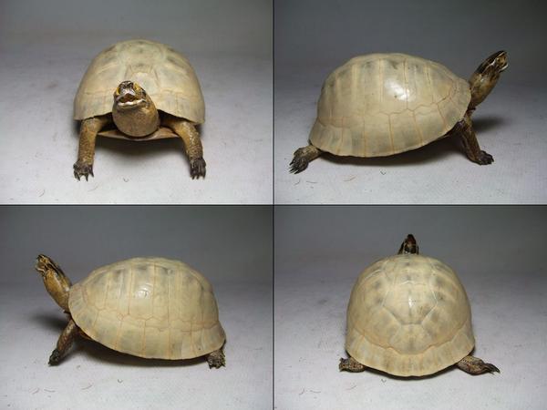 白い甲羅 亀の剥製 鼈甲羅海亀タイマイべっ甲 A 科学 自然 売買されたオークション情報 Yahooの商品情報をアーカイブ公開 オークファン Aucfan Com