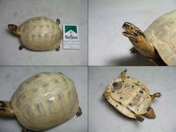 白い甲羅 亀の剥製 鼈甲羅海亀タイマイべっ甲 A 科学 自然 売買されたオークション情報 Yahooの商品情報をアーカイブ公開 オークファン Aucfan Com