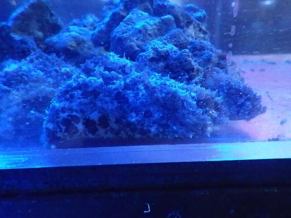 タツナミガイ体長７ １０センチ前後 ハネモ 赤ゴケ食べます 海水魚 売買されたオークション情報 Yahooの商品情報をアーカイブ公開 オークファン Aucfan Com