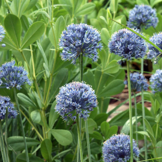 アリウム コエルレウムの球根 7球 美しい青紫の花(バラ)｜売買された