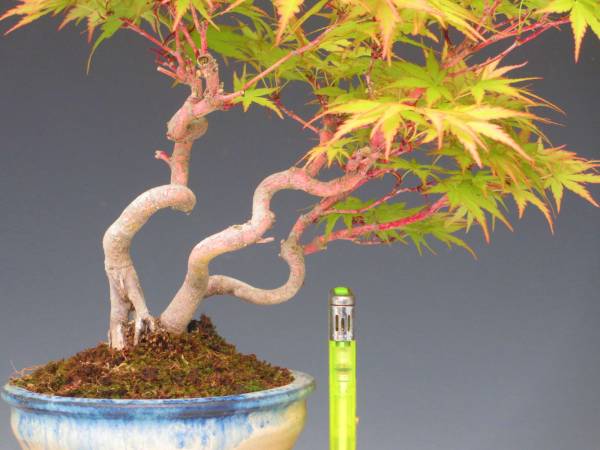 福助９ｂ７５７５ サンゴカク 珊瑚閣紅葉 樹高約１７ の 盆栽 売買されたオークション情報 Yahooの商品情報をアーカイブ公開 オークファン Aucfan Com