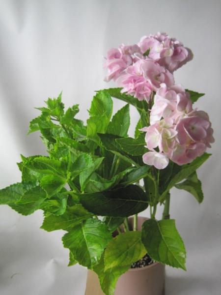 アジサイ苗 十二単衣 重なりが美しい ジュウニヒトエ アジサイ 売買されたオークション情報 Yahooの商品情報をアーカイブ公開 オークファン Aucfan Com