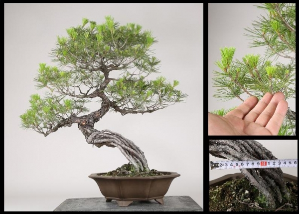 雨竹亭]樹高67cm 赤松根上がり 山採り b5574盆栽/松柏/雑木(松)｜売買