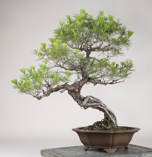 雨竹亭]樹高67cm 赤松根上がり 山採り b5574盆栽/松柏/雑木(松)｜売買