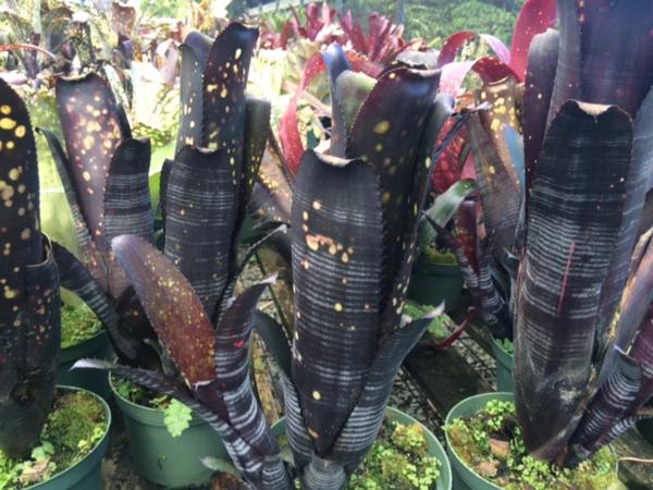 KN　１円！　ビルベルギア(ツツアナナス属）　‘ダースベイダー