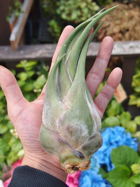 チランジア セレリアナ エアプランツ cm 大型種 アナナス 売買されたオークション情報 Yahooの商品情報をアーカイブ公開 オークファン Aucfan Com