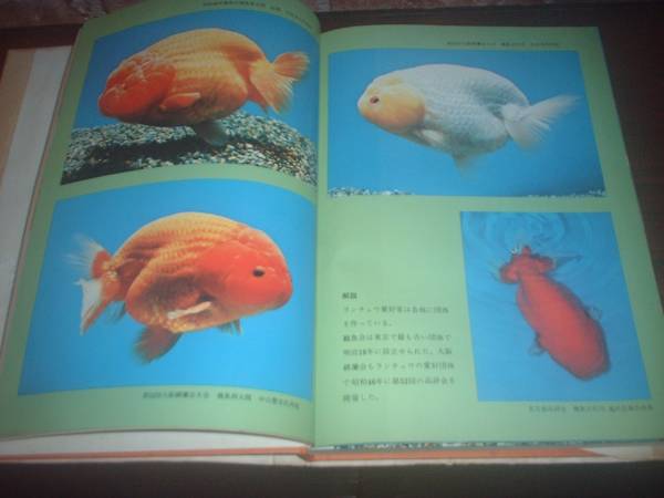 百万人の金魚 松井佳一監修 蒼洋社 公式 販売 松井佳一編集 「金魚大鑑」 緑書房発行