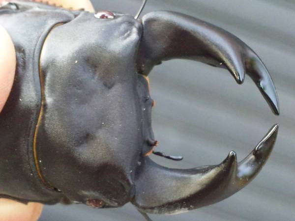 赤眼極太【麗皇】初３令ペア(22.8g)