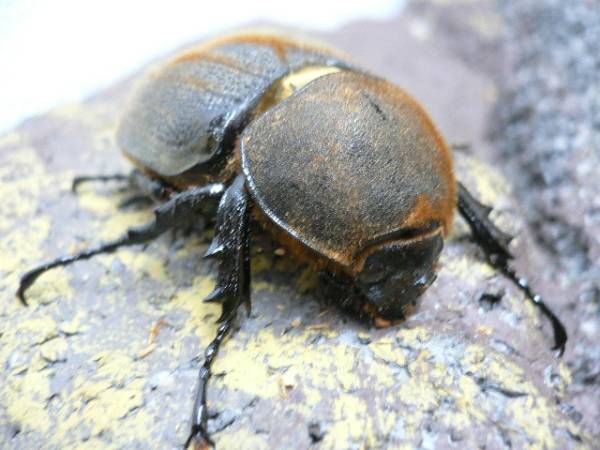 DH・ヘラクレス RR×WB血統 黒目♀単品（在庫 セール）おまけ付