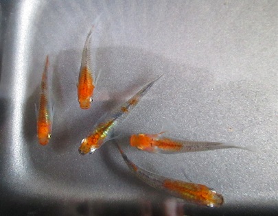 ☆眞兄メダカの里☆朱強紅黒丹頂透明鱗　　５匹