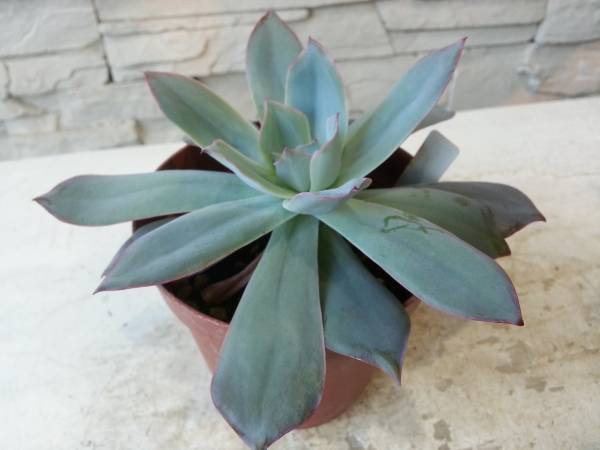 【サボテン・多肉】エケベリア ブルーライト