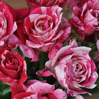 ★デルバール バラ大苗【クレイジー・トゥー】★