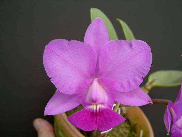 即決　原種 洋蘭 カトレアc. walkeriana Joel de Silvera sib