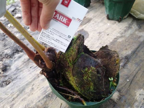 オリジナル仕立て写真現品リュウビンタイ大株No4