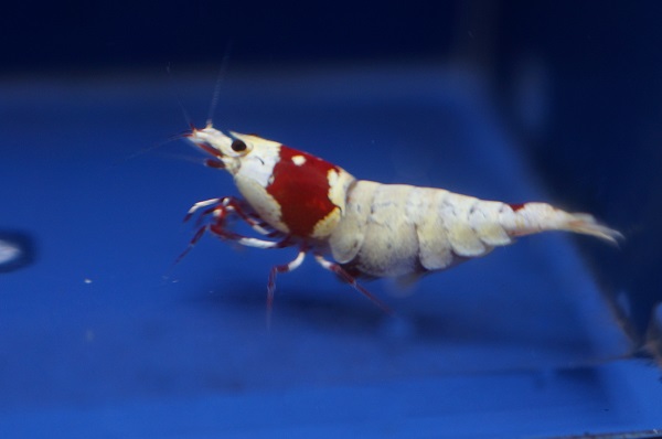 オリーブえび赤白ビー色濃い赤脚モスラ初抱卵個体1匹.