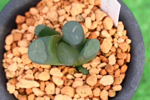 サボテン 多肉植物 ハオルチア 万象 ミレニアム