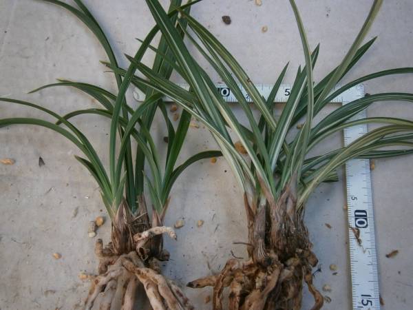 春蘭日本　越後獅子と大雪嶺です