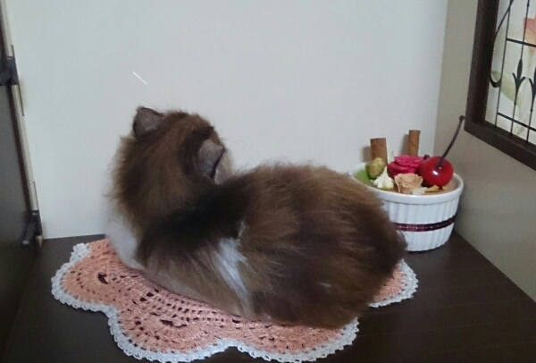 DORA 羊毛フェルト☆ノルウェージャン☆仔猫☆猫 ハンドメイド