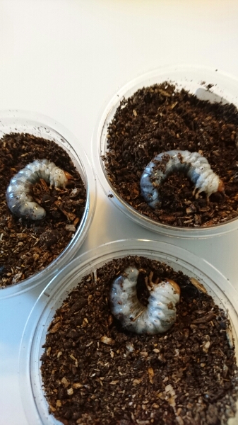 ★☆スマトラ アチェ 2齢幼虫 7頭☆★