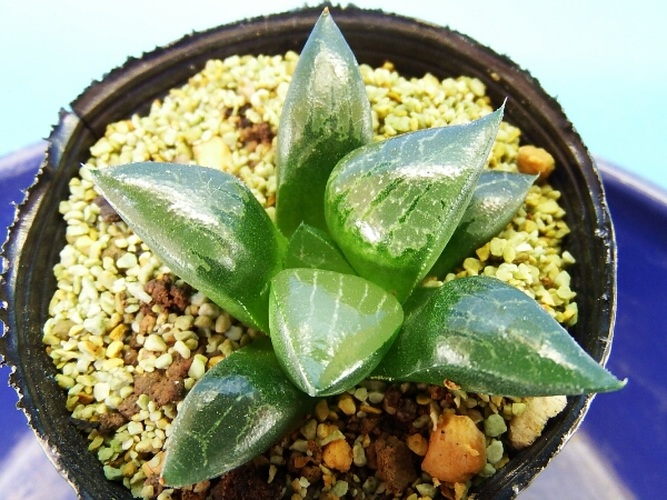 サボテン 多肉植物　66　ハオルチア　クリスタル　透明美窓　