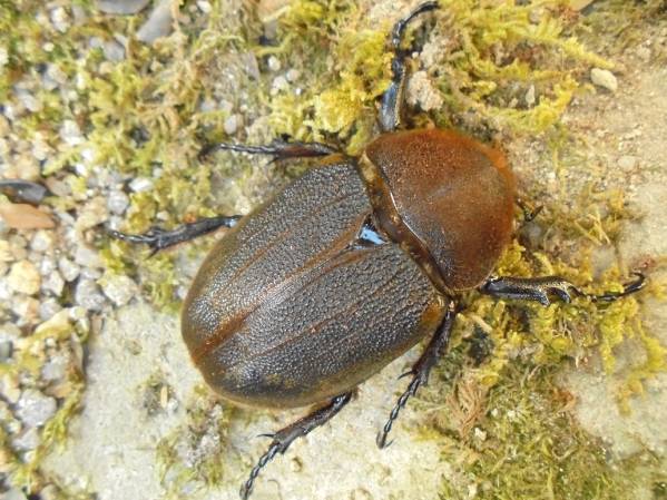 ★★ヘラクレス・ヘラクレス♀７２ｍｍ単品★★